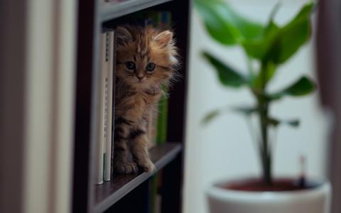 小猫，宏观照片，房间，书架，书籍