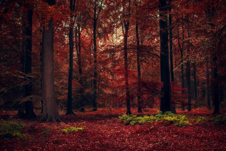 性质，秋季，森林，树木，叶子