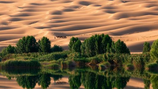 沙漠，绿洲，水，沙，骆驼