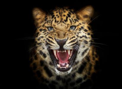 豹，猫，捕食者，愤怒，黑色背景，photoshop