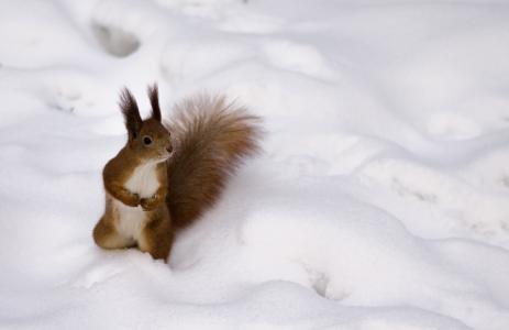 松鼠，雪，冬天