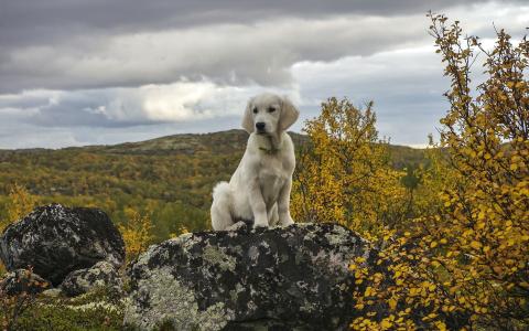 狗，白，石，自然，山，云