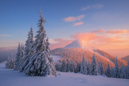 自然，景观，丘陵，雪，树，冷杉，早晨，黎明