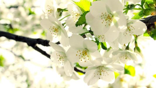 开花，苹果树，芽，分支机构，叶子，白，春天