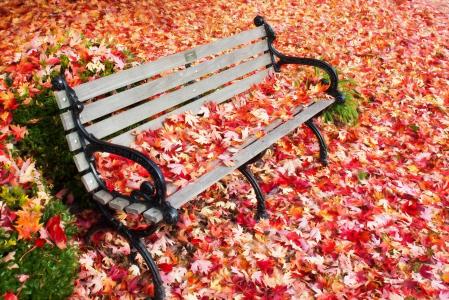 美丽，性质，秋季，叶子，板凳，公园，公园