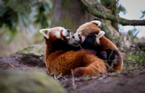 红熊猫，枪口，眼睛，鼻子，耳朵，树枝，美丽，积极，酷