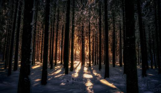 森林，自然，冬天，美丽