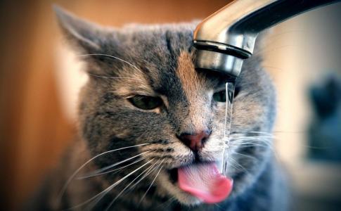 喝水的可爱猫咪