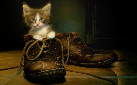 鞋子，猫
