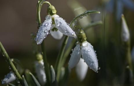 雪花莲，galanthus，雨滴，春天，Nelya Rachkova