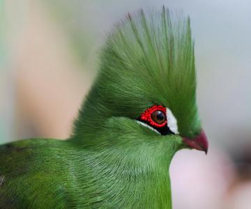 几内亚turako，鸟，眼睛，喙，羽毛，美丽