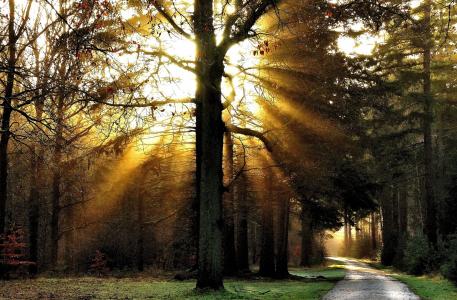 早上在公园里，树木，路径，太阳的光芒