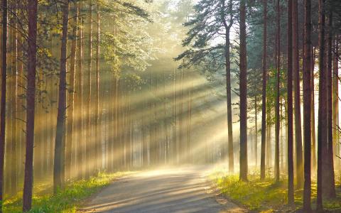 阳光，树，森林，射线，光