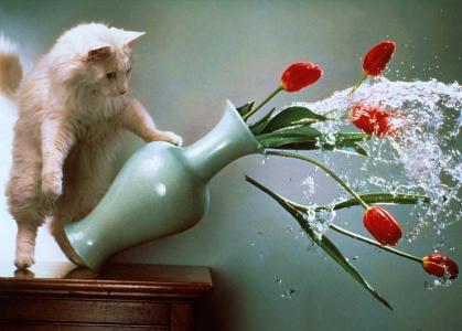 猫，花瓶，郁金香，水，nahuliganyl