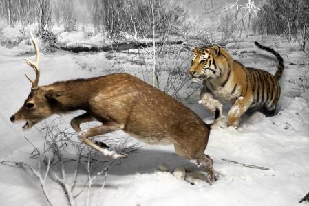 老虎，猫，捕食者，鹿，狩猎，冬天