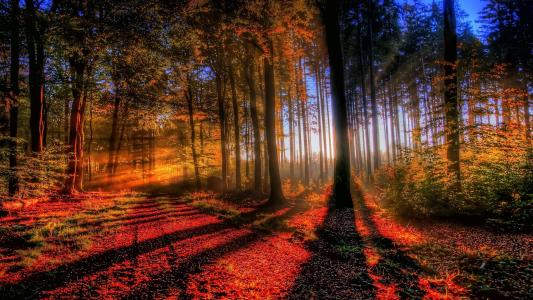 秋，森林，光，树，日落