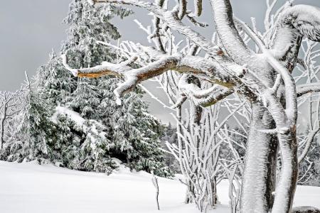 性质，冬季，雪，树木，云杉