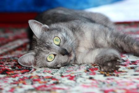 猫，灰色，地毯，谎言，眼睛，绿色，条纹