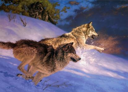 狼，冬天，艺术，格雷格beecham，雪