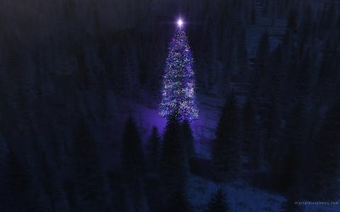 圣诞树，夜晚，森林，灯