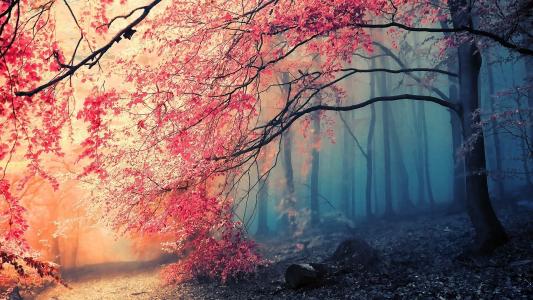 性质，秋季，森林，树木，雾，路，叶子