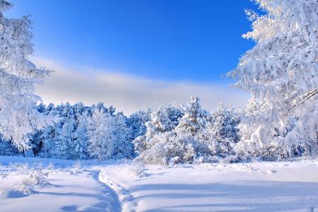 雪，冬天，树木