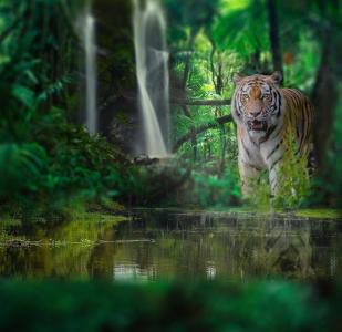 动物，捕食者，老虎，森林，丛林，池塘，瀑布