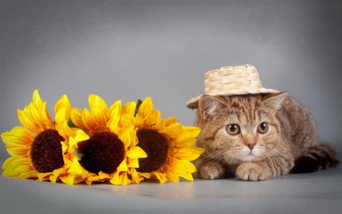 猫，帽子，向日葵，搞笑