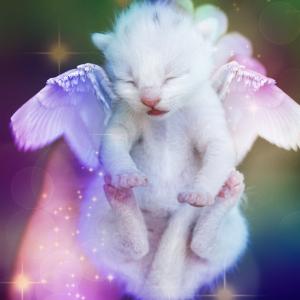 小猫，天使，翅膀，白，睡着了，星号