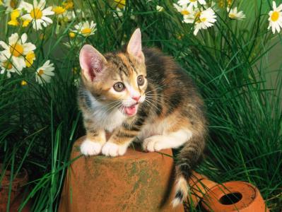 哦，一切都很有趣，小猫，雏菊，草，花盆