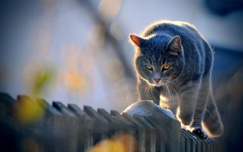 猫，篱笆，太阳