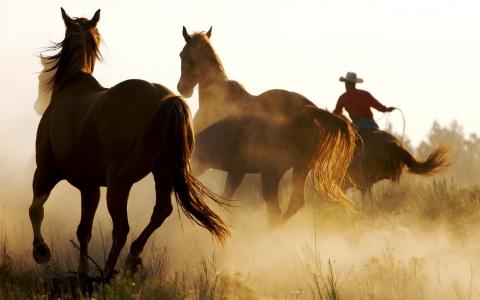 尘土，田野，马匹，速度