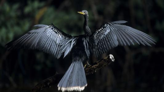 一只树上的黑色的鸟，宽阔的翅膀