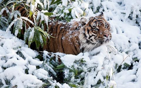 老虎，冬天，雪