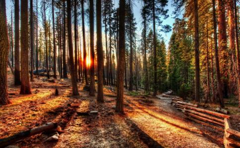 森林，美国，树木，人类发展报告，加利福尼亚州，优胜美地，性质