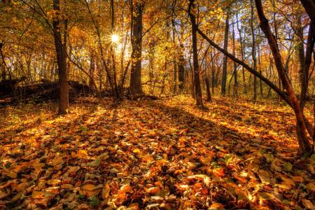 树木，叶子，秋天，森林
