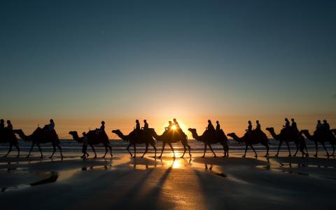 骆驼，日落，海岸，壁纸，海滩，壁纸，大篷车