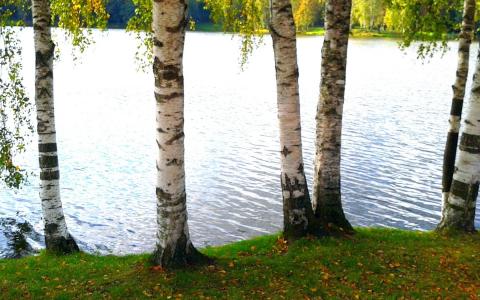湖，秋天，桦树
