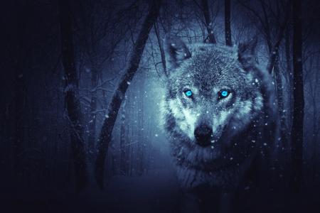 狼，捕食者，photoshop，艺术