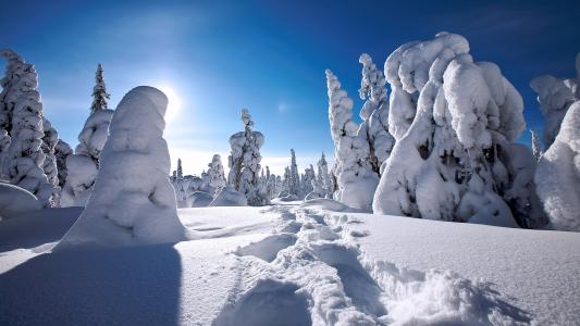 雪，随风飘飞的雪，森林，冬天