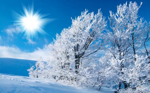 冬天，天空，太阳，光，雪，树，场，白霜，痕迹，霜