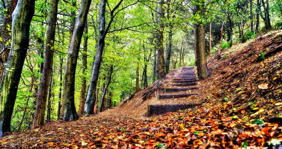 秋天，公园，森林，树木，美丽，步骤，性质，雨