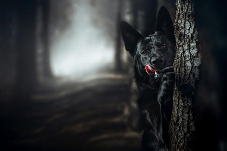 德国牧羊犬，牧羊犬，黑暗的背景，狗，性质，森林