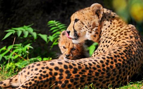 休息，小猫，chetach，母亲，母亲，猎豹