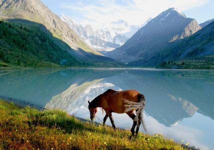 景观，自然，山，湖，水，反射，草，马，马，动物