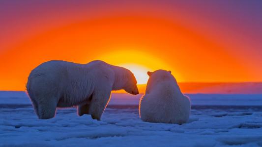 北极熊，冰，太阳，地平线，北极