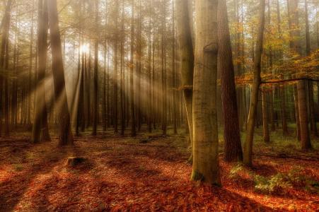 森林，树木，太阳，光线，美女