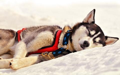 狗，哈士奇，冬天，雪，照片，积极，睡眠，休息