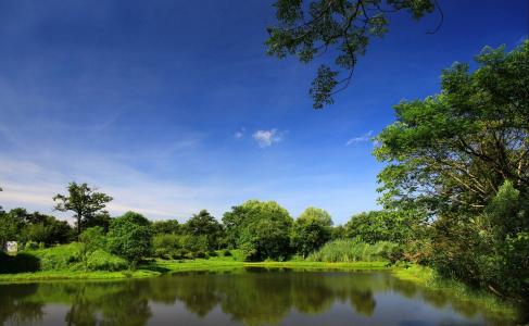 自然，公园，树木，池塘