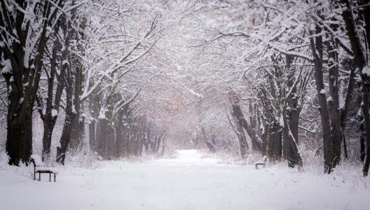 冬天，公园，雪，美丽